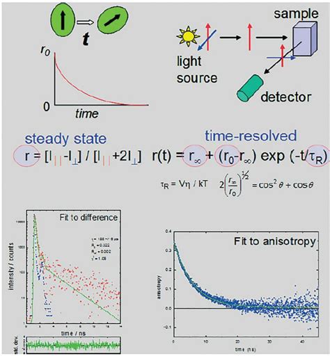 fluorescence polarization measurements